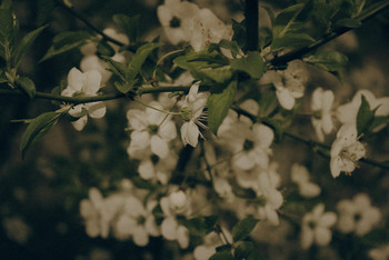 Цветение / Первые цветущие деревья