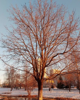 Скоро расцветёт / Весна на дворе