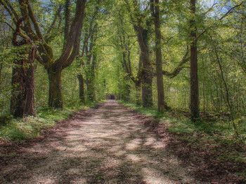 &nbsp; / Английский лес

Allee am Schloss Thurn und Taxis

Im Englischen Wald