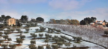 Оливковый сад и виноградник накрыло снегом / Оливковый сад и виноградник накрыло снегом