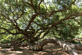 &nbsp; / Angel Oak, Charleston, SC