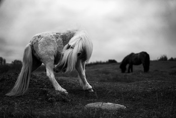 &nbsp; / Mare ridding itself of its winter coat.