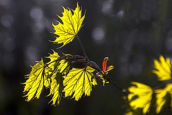 &nbsp; / майские кленовые листья.