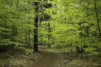 &nbsp; / Wald im Frühling