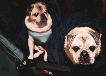 &nbsp; / moody dogs