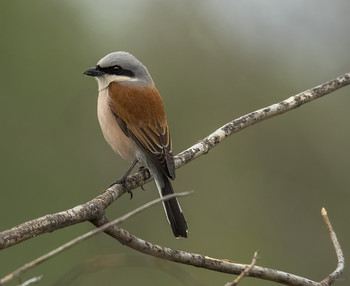 &nbsp; / Обыкновенный Жулан, или Сорокопут (Lanius collurio). Самец