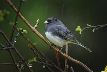 Dark-eyed junco / Серый юнко (лат. Junco hyemalis) — вид певчих воробьиных птиц из семейства Passerellidae, обитающих в Северной Америке
Птичка довольно скромная, на кормушках не дерется, но предпочитает искать корм на земле.
Песня самца - простая, музыкальная трель.
Сезон размножения длится с апреля по июль. Моногам. Если на территории самца появляется самка, то самец активно преследует ее. В присутствии самки самец часто распускает хвост и перепрыгивает с ветки на ветку. Гнездо размещает под кустарником или в траве. Иногда гнезда располагаются над землей (до 2 м) в кустах или на деревьях.