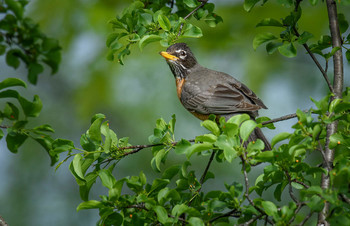 American robin (female) / Американский дрозд может произвести три успешных выводка за один год. Однако в среднем только 40 процентов гнезд успешно производят птенцов. Только 25 процентов оперившейся молоди доживают до ноября. С этого момента примерно половина дроздов, выживших в течение одного года, доживут до следующего. Несмотря на это,Американский дрозд может дожить до 14 лет, вся популяция меняется в среднем каждые шесть лет.