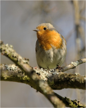 Зарянка (лат. Erithacus rubecula) / Зарянка (лат. Erithacus rubecula)