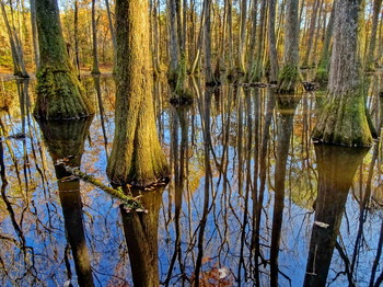 стоящие в воде / болотные кипарисы Миссиссиппи, США