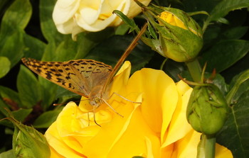 Бабочка / Жёлтая бабочка опустилась на жёлтую розу