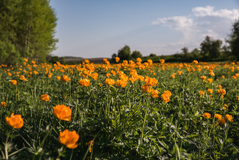 Жарки / Жарки зацвели