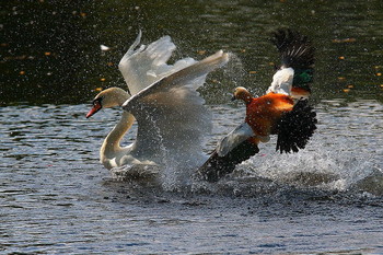 Атака !!! / У огаров выводок птенцов - вот самец и гоняет лебедя, если тот близко подплывает к ним!