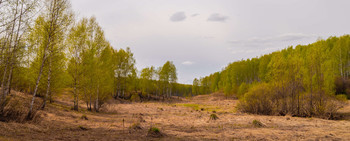 В краю берёзовом. / ...