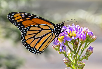 Монарх / Бабочка Монарх (Данаида Монарх, Danaus plexippus), округ Браун, Индиана, США.