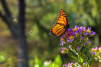 Пока Монарх обедает... / Бабочка Монарх (Данаида Монарх, Danaus plexippus), округ Браун, Индиана, США.