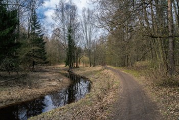 Начало мая / Невский лесопарк.