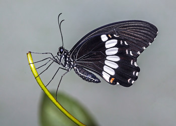 Парусник Полит / Papilio Polytes, выведен из покупной куколки... Вспышка с рассеивателем...