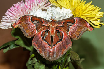 Атлас / Attacus atlas, одна из самых крупных тропических бабочек. Выведена из покупной куколки... Вспышка с рассеивателем...
