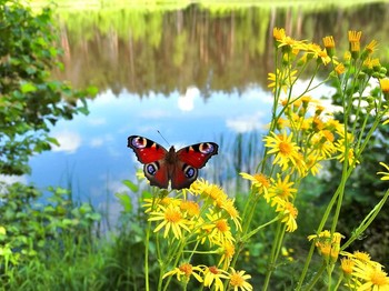 Лето, ах лето... / Только потеплело и бабочки окупировали берег озера, собирая нектар с цветов.