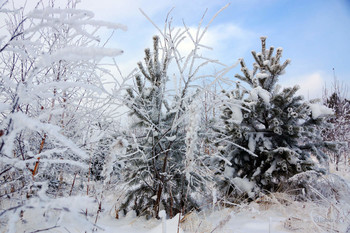 Белый, белый снег... / Север Иркутской области