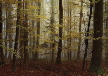 Осенние туманы / Утро в осеннем лесу.