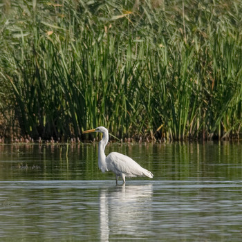  / Большая белая цапля (Ardea alba)