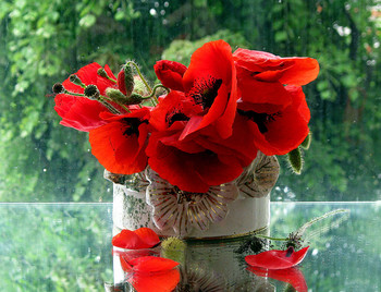 Маки / натюрморт