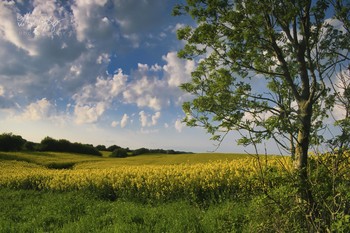 &nbsp; / Rapsfeld am Anfang des Sommers.