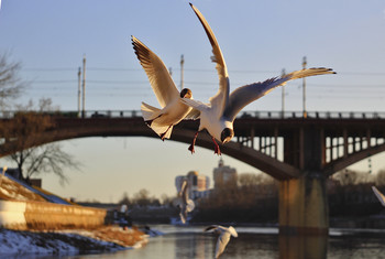 Мелодии Витебска / Любовь к городу