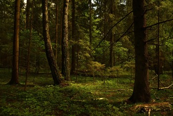 &quot;Чем жарче день, тем сладостней в бору...&quot; / &quot;Чем жарче день, тем сладостней в бору
 Дышать сухим смолистым ароматом ...&quot;
 И.Бунин