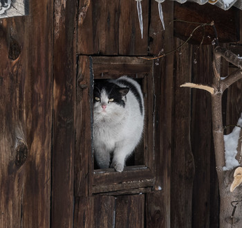 Не кудрявая жизнь / Зимой в сарае трудно жить
[img]https://i.imgur.com/ErpYgRW.jpg[/img]