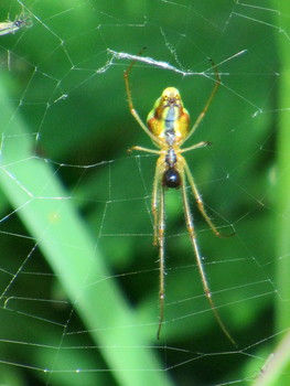 Кто-то из Звездных войн / Паук-вязальщик Tetragnathidae