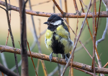 Взъерошенный... / Большая синица или большак (Parus major). Слёток