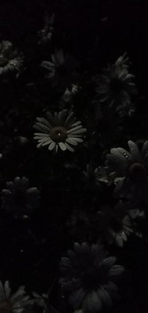 Ночные ромашки / Ночные цветы