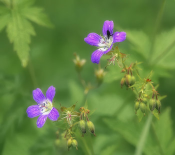 &nbsp; / Гелиос