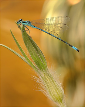 Coenagrion pulchellum - Стрелка красивая / Coenagrion pulchellum - Стрелка красивая