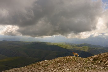 Собака в горах / Канжол