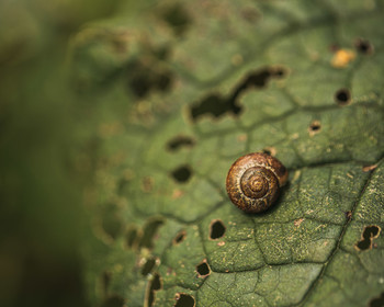 Snail / Улитка в саду на листе.