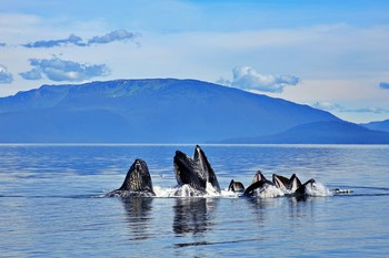 Киты на охоте / Горбатые киты на охоте на просторах Аляски