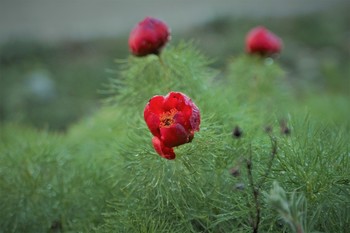 Пионы / Пионы.Крымский полуостров.