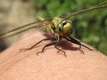 Стрекоза - лучший друг человека / Стрекоза решетчатая (Orthetrum cancellatum), самка.