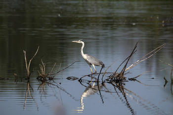 &nbsp; / Серая цапля (Ardea cinerea)