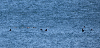 Дельфины / Охота небольшая стаи дельфинов. Крым.