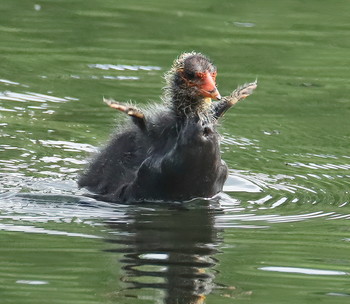 А мне летать охота! / Птенец лысухи