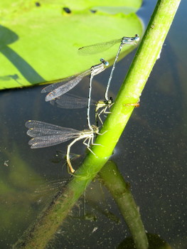 Парная любовь / Две пары стрелок голубых Enallagma cyathigerum на первой стадии отношений.