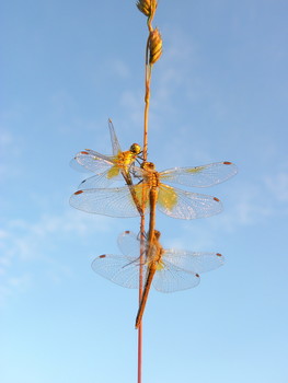 Акробатки / На травинке