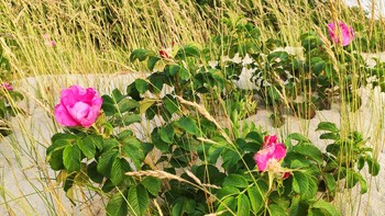 Шиповник на берегу Балтийского моря. / Шипо́вник — род растений семейства Розовые порядка Розоцветные. По этому роду были названы и семейство, и порядок, к которым он относится. Имеет множество культурных форм, разводимых под названием Роза. Розой в ботанической литературе часто называют и сам шиповник. 
И эта прекрасная красота растет на дюнах Балтийского моря.