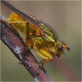 Диагональ падения. / Иногда в статическое изображение хочется внести какое-либо движение.