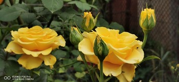 Жёлтые красавицы / Крупные,ароматные,красивые жёлтые розы